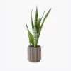 Faucibus Interdum